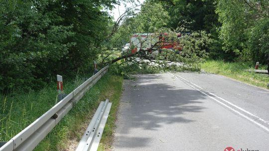 Bobry przyczyną zamknięcia drogi