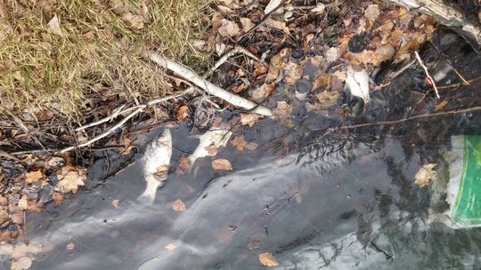 Śnięte ryby na zbiorniku Zielone