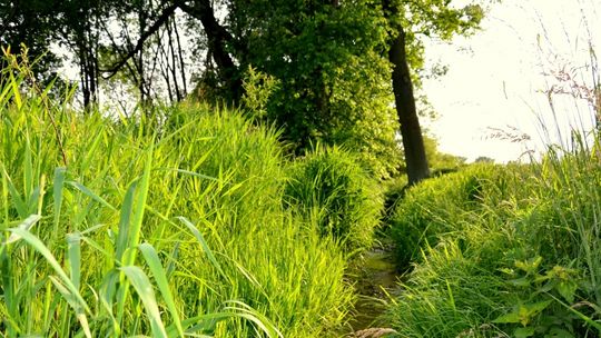 Lubań i okolice w obiektywie uczniów