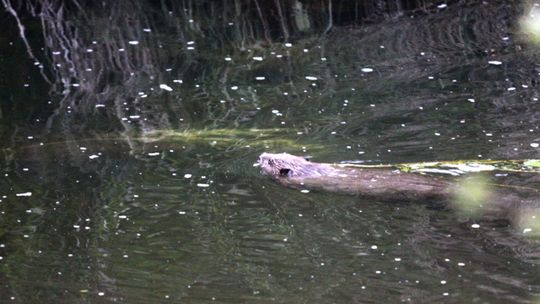 Bobrowe natarcie nad Kwisą