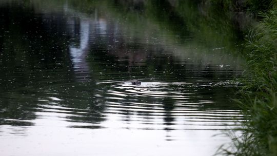 Bobrowe natarcie nad Kwisą