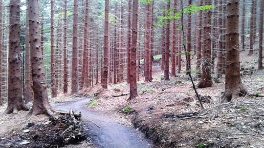 Ścieżki rowerowe singltrek