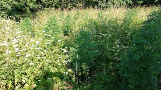 Zlikwidowali nielegalne plantacje marihuany