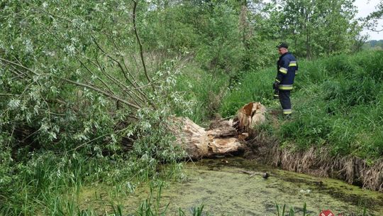 Bobry przyczyną zamknięcia drogi