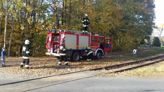 Kociak na drzewie