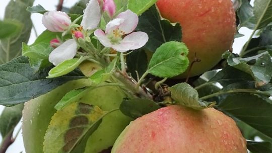 Natura ma sposób na wszystko