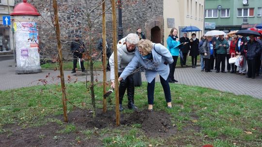 Buk - DAR organizacji pozarządowych dla Lubania