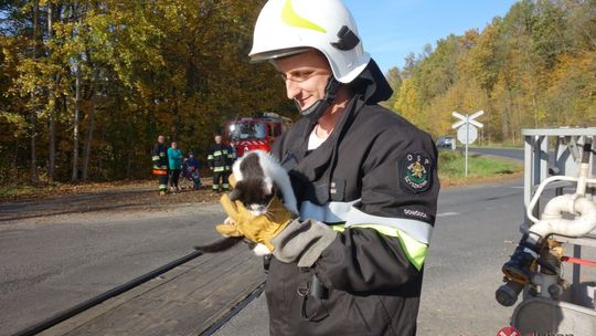 Kociak na drzewie