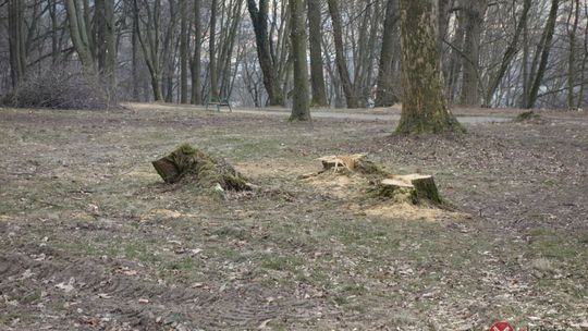 Wycinki drzew w parku na Kamiennej Górze