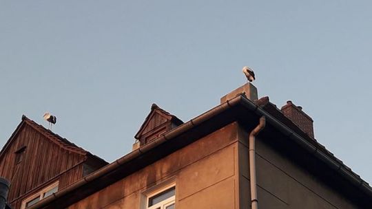 Hotel sejmowy na Łąkowej w Lubaniu