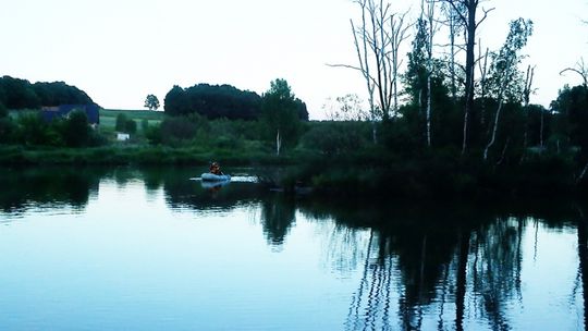 Uratowany łabędź