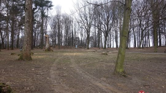 Wycinki drzew w parku na Kamiennej Górze