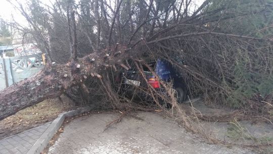 Silny wiatr daje się we znaki