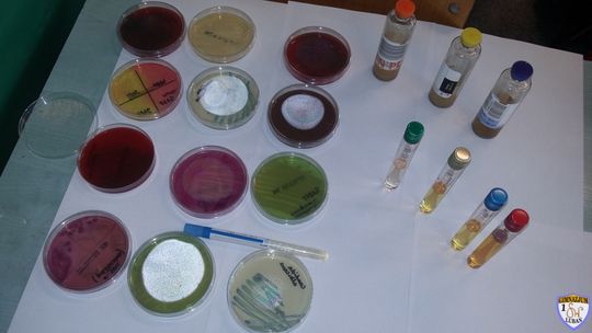 Warsztaty mikrobiologiczne