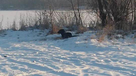 Krótka i wzruszająca historia porzuconego na mrozie psa