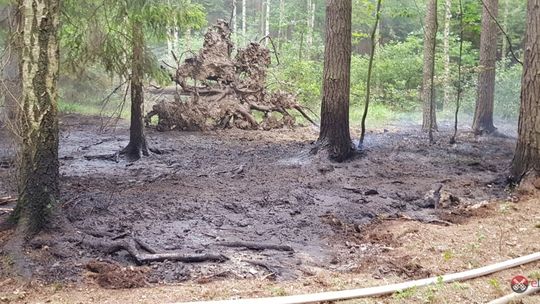 Pożar lasu w Radogoszczy