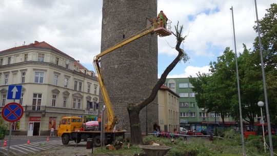 Znika wierzba spod Baszty