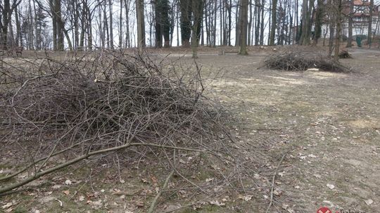 Wycinki drzew w parku na Kamiennej Górze