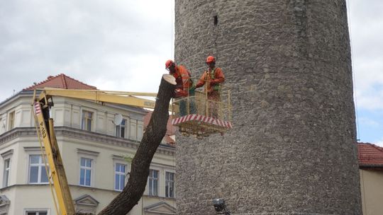 Znika wierzba spod Baszty