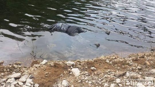 W Pilchowicach wyłowiono ludzką głowę